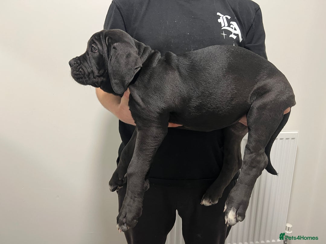 Cane Corso dogs for sale: Russian champ bloodline Cane Corso Puppies 8 left! - Advert 6