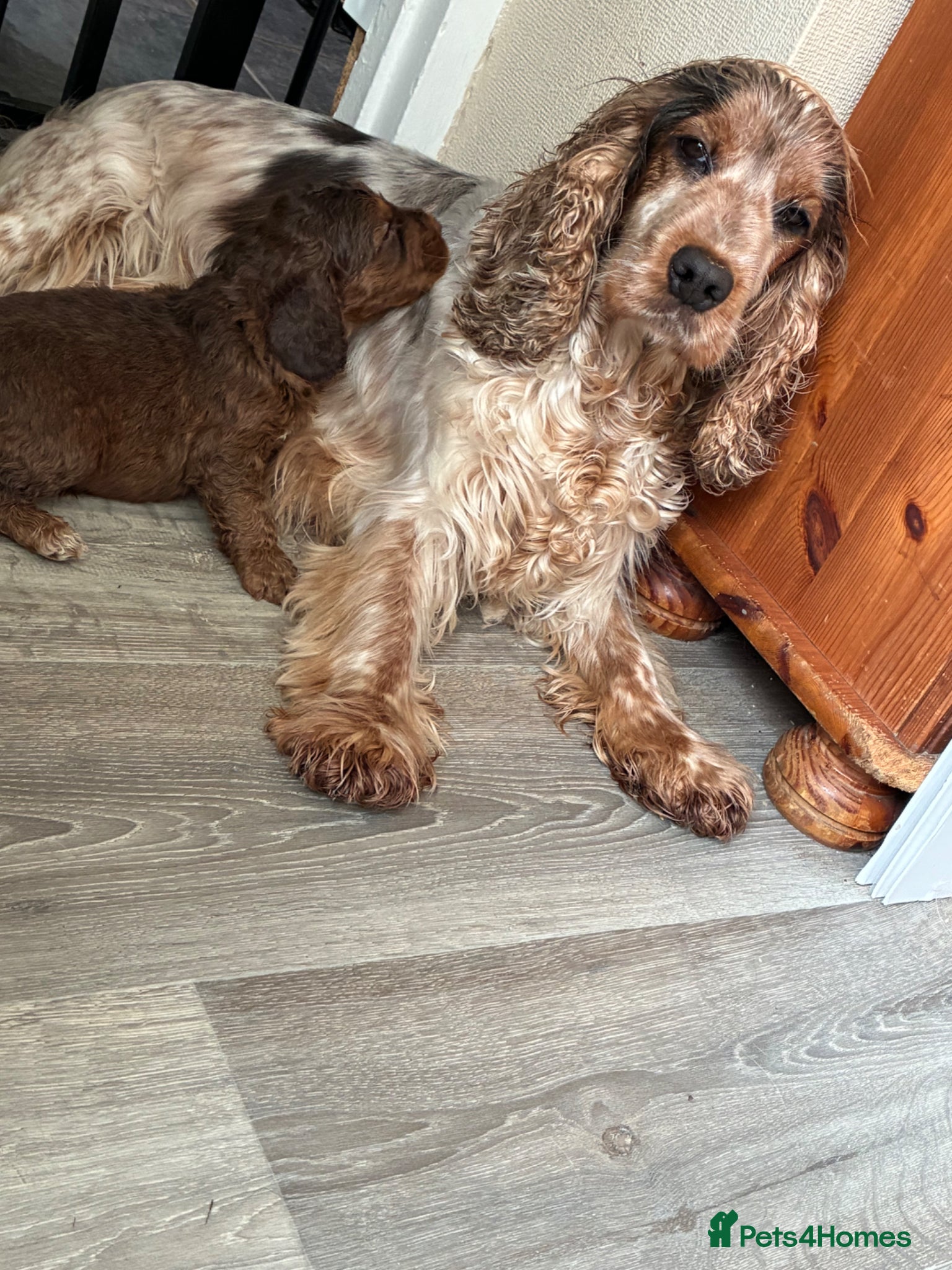 Cockapoo dogs Beautiful Cockerpoo puppies - Advert 1