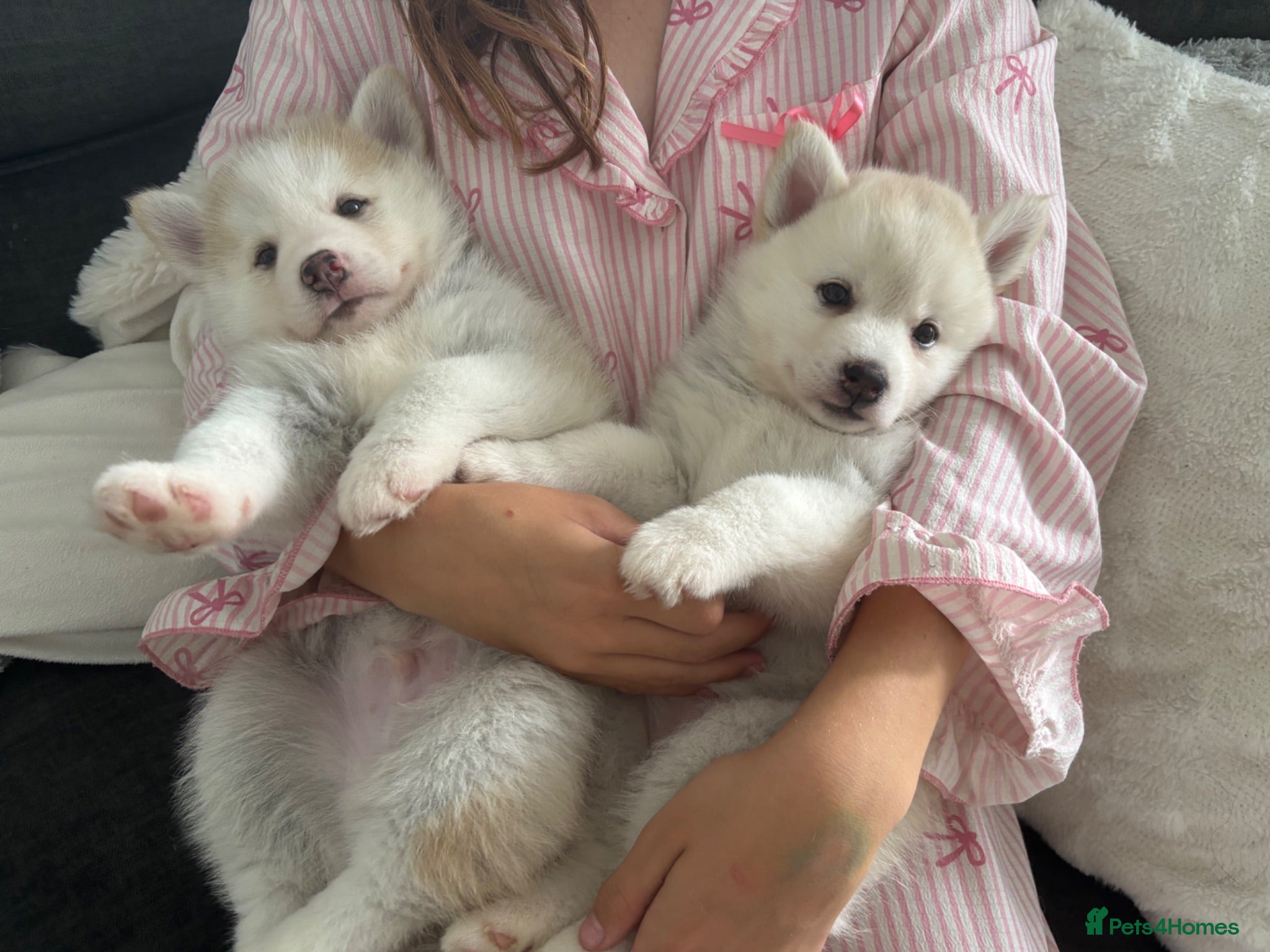 Pomsky dogs Stunning F3 fluffy pomsky puppies  - Advert 11