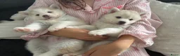 Pomsky dogs for sale: Last 1 now reduced 🩷  F3 real pomsky puppies  - Advert 20