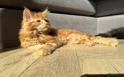 Maine Coon cats for sale: TICA registered Maine Coon kittens  - Image 9
