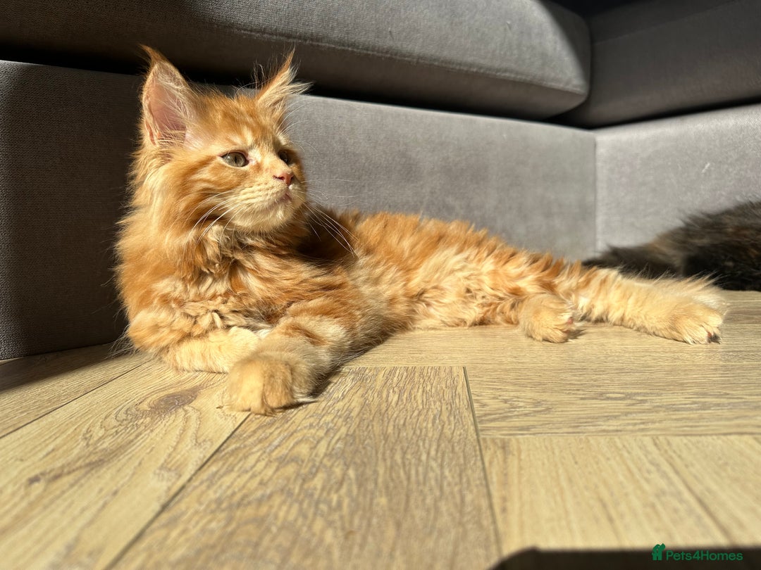 Maine Coon cats for sale: TICA registered Maine Coon kittens  - Image 9