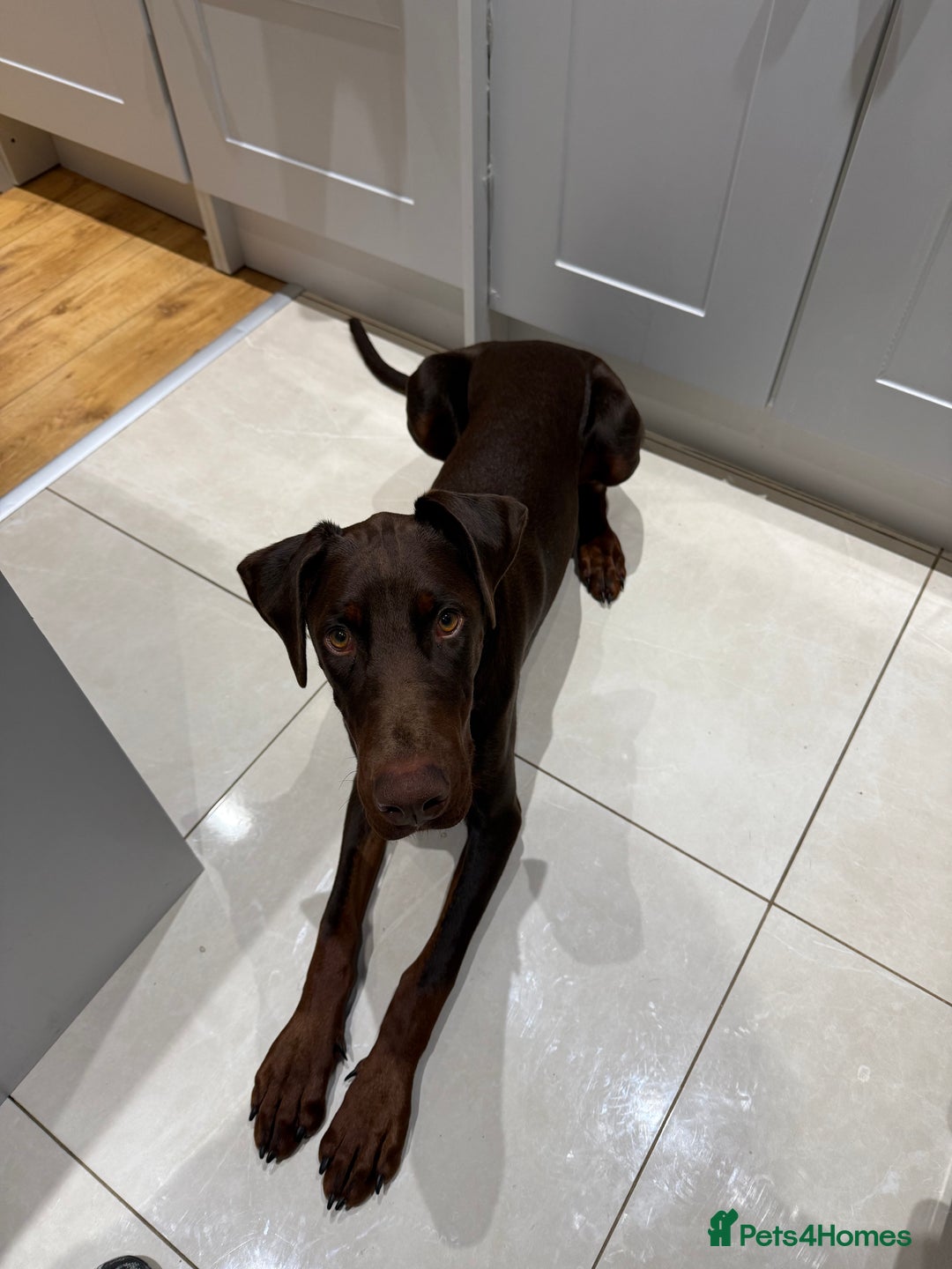 Dobermann dogs for sale: Looking for a forever home for our beautiful boy  - Image 4