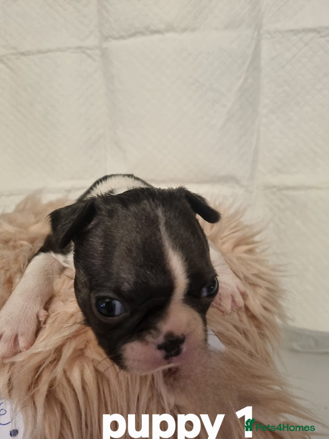 Boston Terrier dogs for sale: Boston Terrier Puppies  - Advert 18