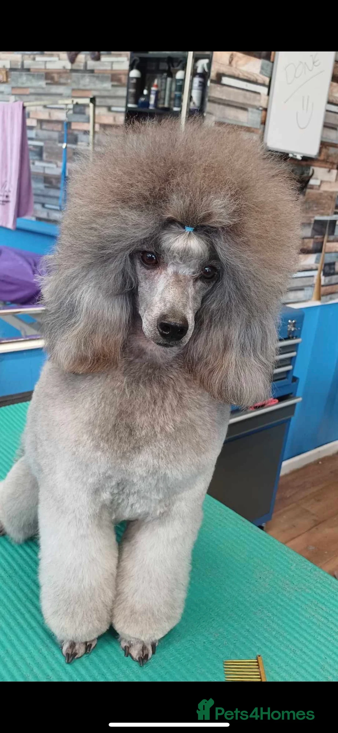 Miniature Poodle dogs for stud: Exceptional Crufts Qualified Silver mini poodle  - Advert 8