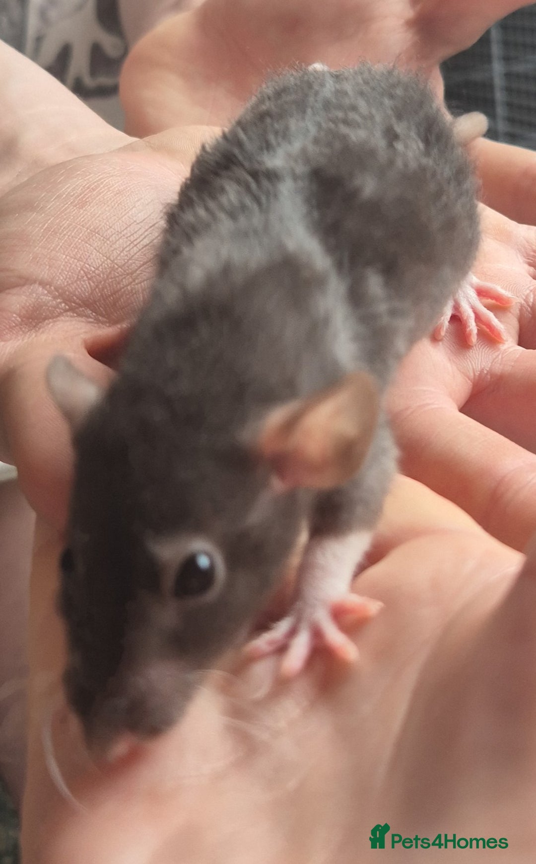 Rat rodents for sale: Rats ready to leave  - Image 3