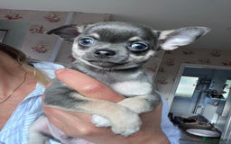 Chihuahua dogs for sale: Chihuahua puppies smooth coat - Image 4