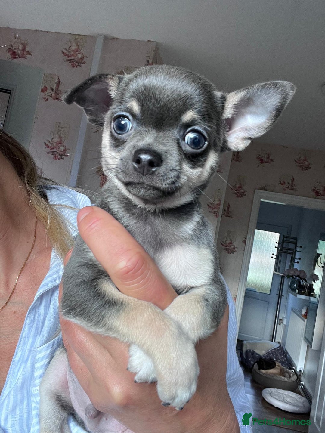 Chihuahua dogs for sale: Chihuahua puppies smooth coat - Image 4