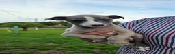 Whippet dogs for sale: Beautiful whippets  - Advert 7