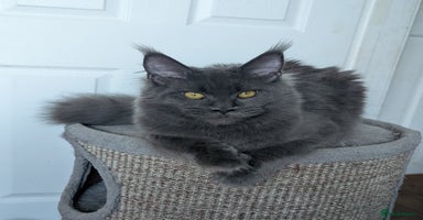 Maine Coon cats - Advert 6