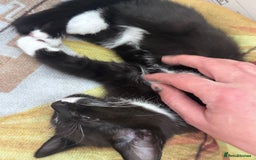 Mixed Breed cats for sale: Adorable black and white kitten  - Image 6