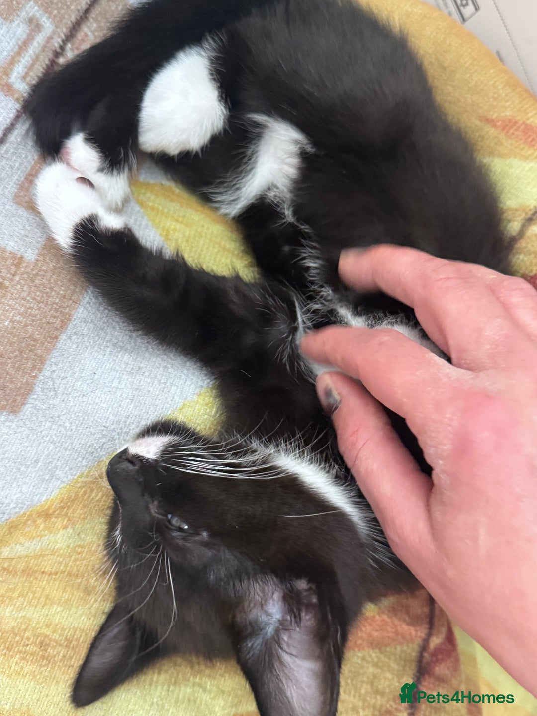 Mixed Breed cats for sale: Adorable black and white kitten  - Image 6