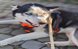 Siberian Husky dogs for adoption: 💙🐶 HASAN 🐶💙 - Image 6