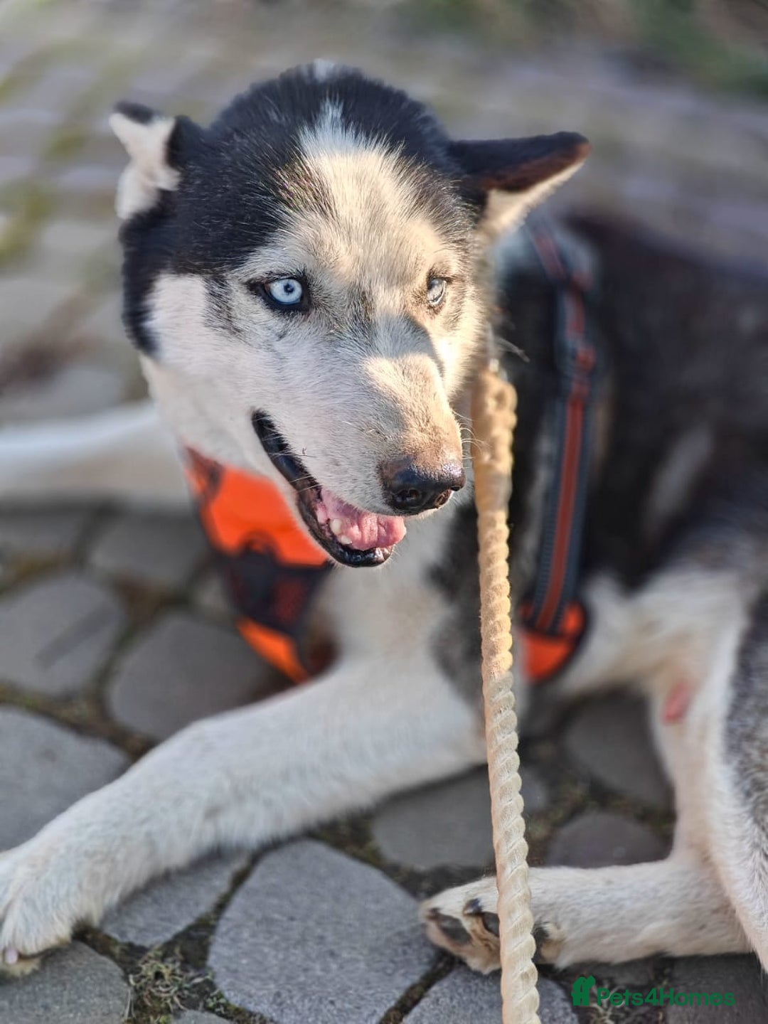 Siberian Husky dogs for adoption: 💙🐶 HASAN 🐶💙 - Image 6