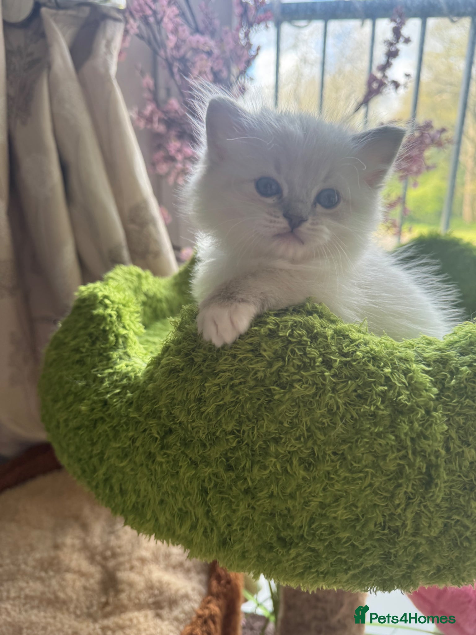 Ragdoll cats Stunning champion lines Boy  - Advert 1