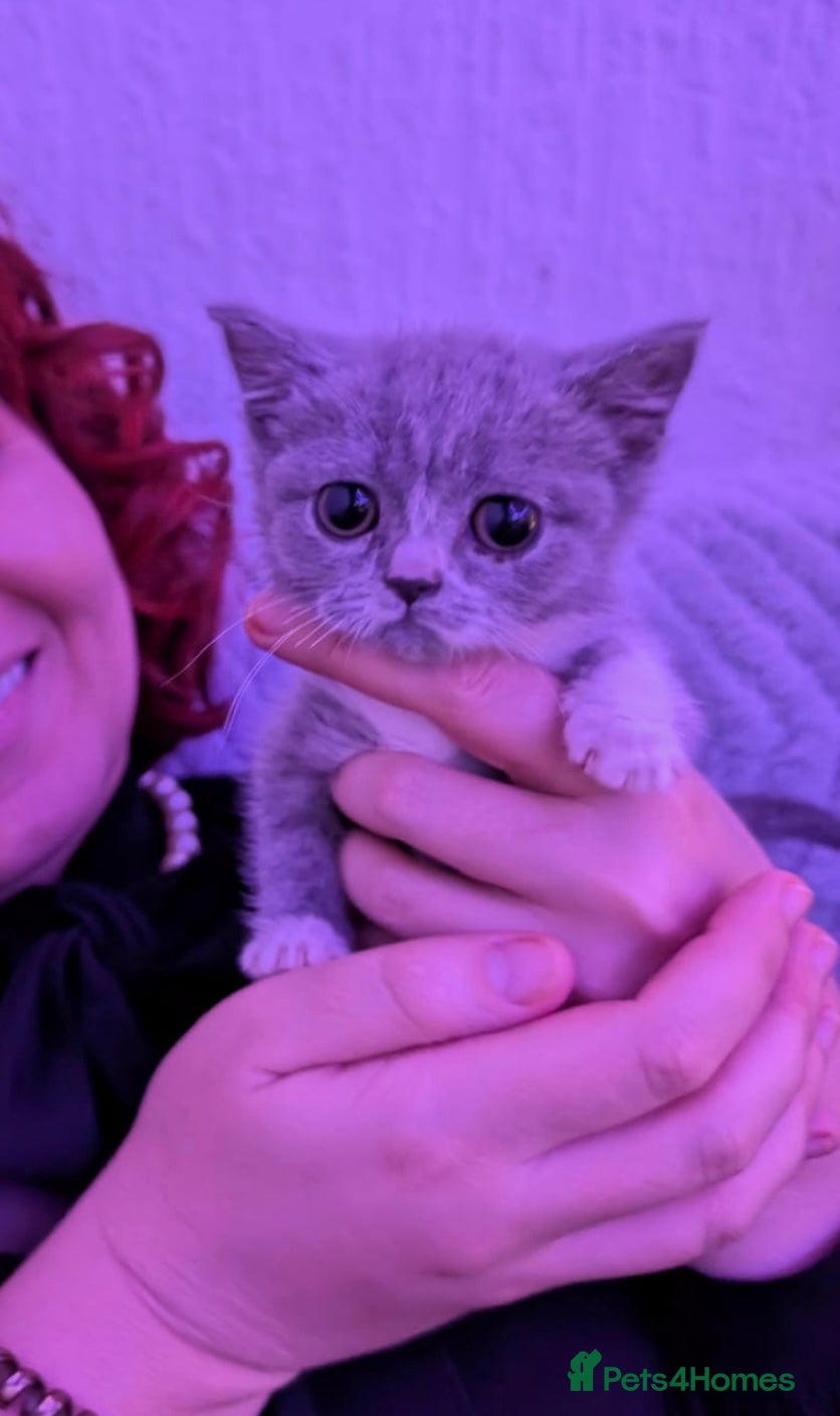 British Shorthair cats Beautiful British shorthair Girl  - Advert 6