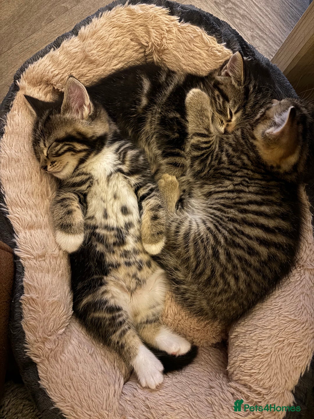 Mixed Breed cats for sale: Adorable kittens - Advert 3