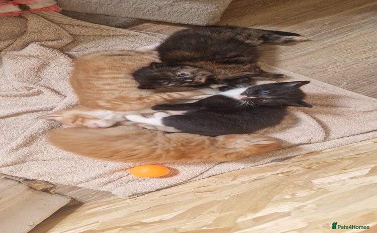 Mixed Breed cats - Advert 2
