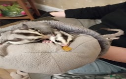 Sugar Glider rodents for sale: Male and female whiteface x £200 each. - Image 5