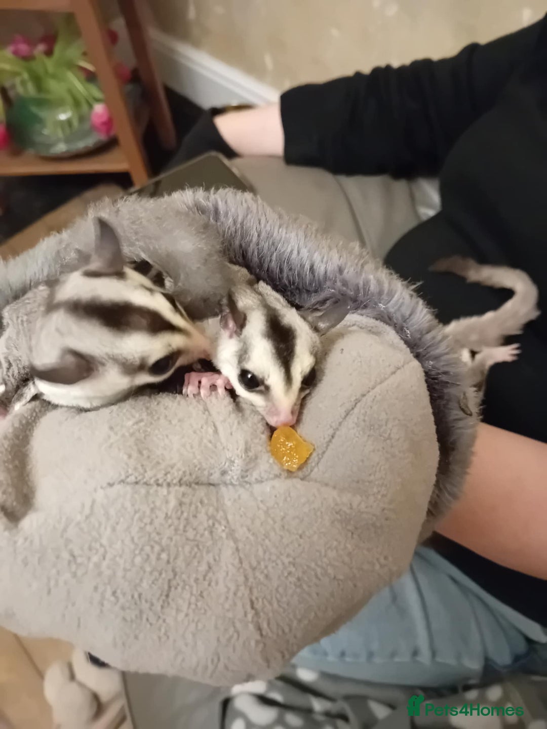 Sugar Glider rodents for sale: Male and female whiteface x £200 each. - Image 5