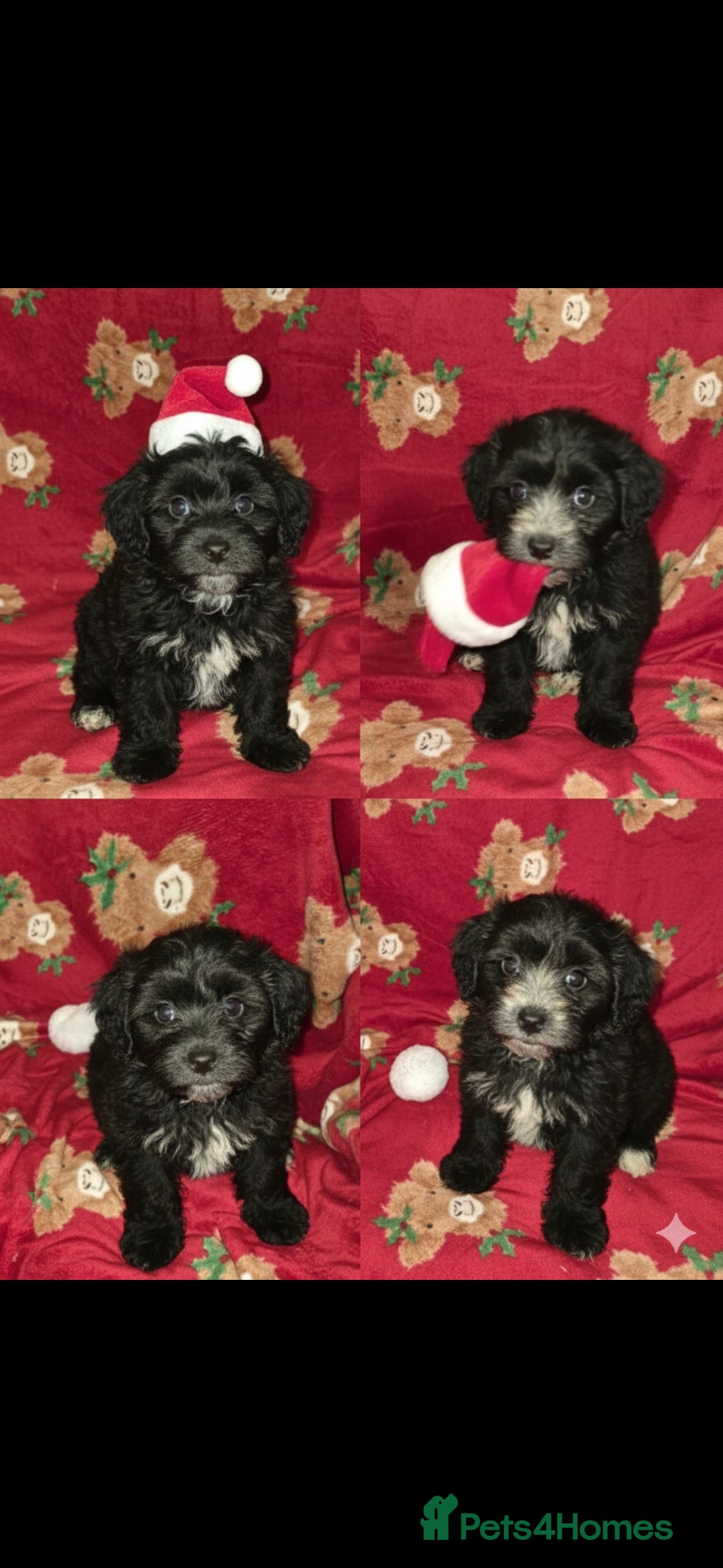 Cockapoo dogs for sale: F1 cockerpoo puppies girls - Advert 1