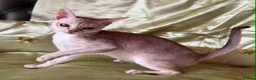 Singapura cats for sale: Rare Breed Singapura Kitten - Advert 27