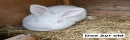 New Zealand rabbits for sale: Free New Zealand whites in Lowestoft - Advert 2