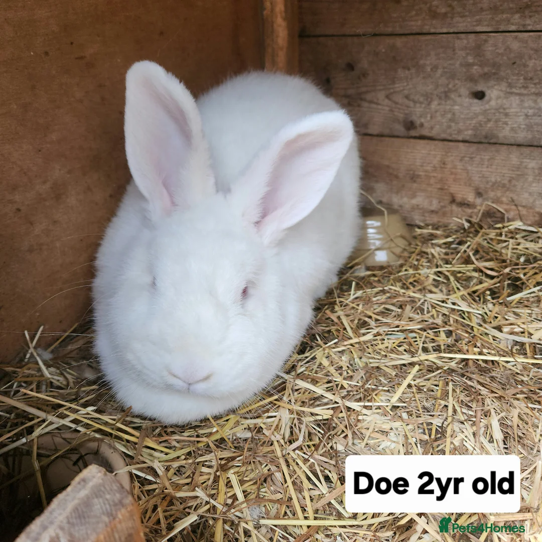 New Zealand rabbits for sale: Free New Zealand whites in Lowestoft - Advert 2
