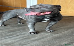 Staffordshire Bull Terrier dogs for sale: Ready for Their Forever Homes Now - Image 27