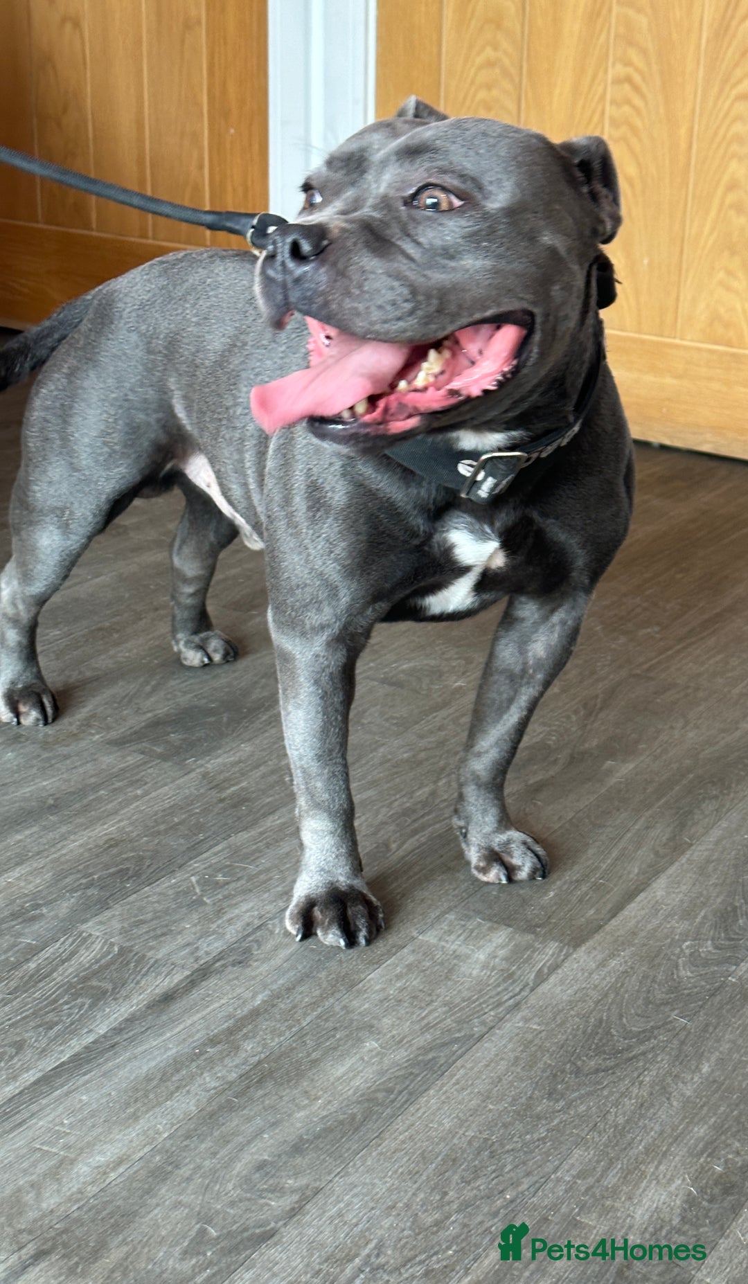 Staffordshire Bull Terrier dogs for sale: Ready for Their Forever Homes Now - Image 27