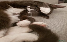 Domestic Shorthair cats for sale: Luna  - Image 3