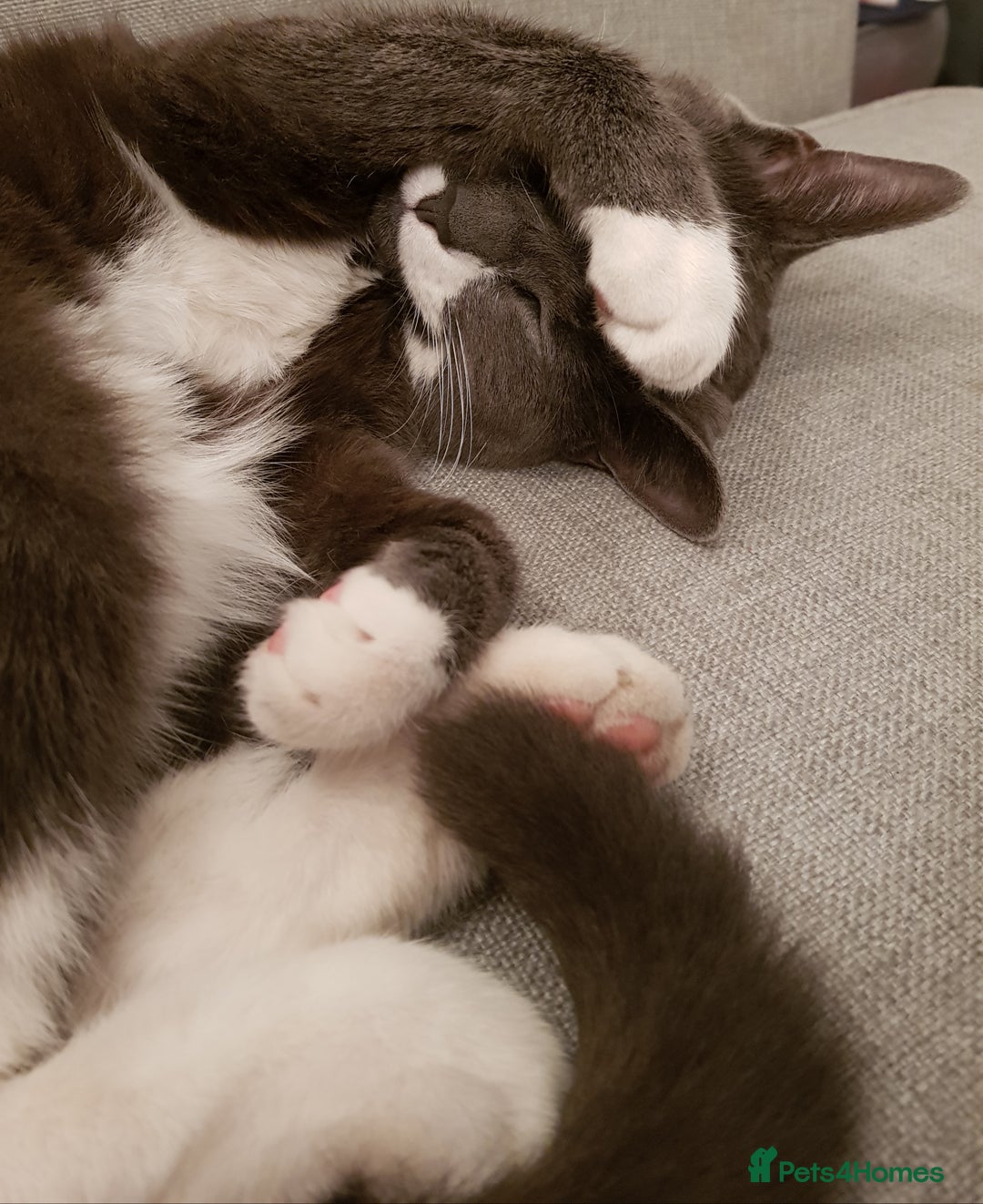 Domestic Shorthair cats for sale: Luna  - Image 3