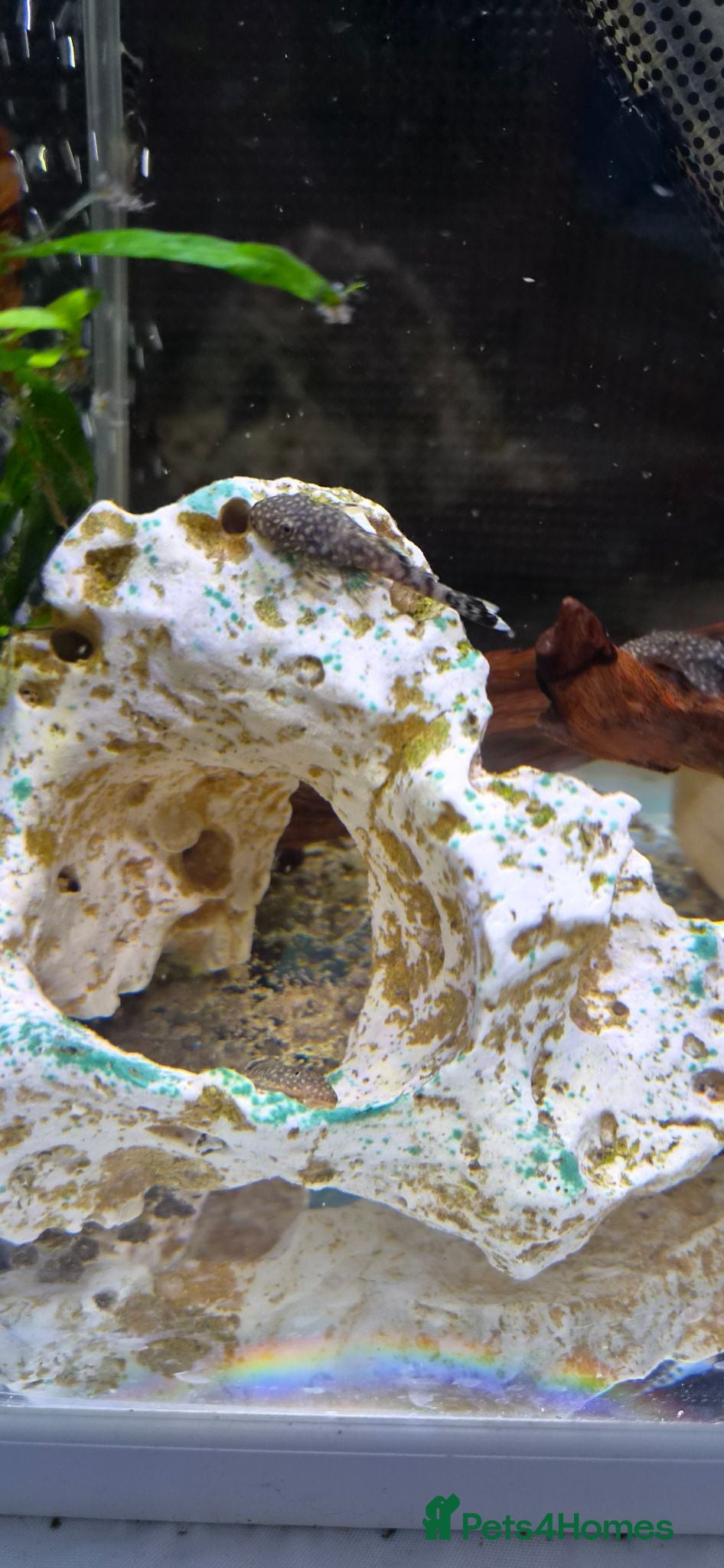 Plecos fish Baby bristlenose plecos - Advert 15