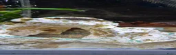 Plecos fish for sale: Baby bristlenose plecos in Llandudno - Advert 1