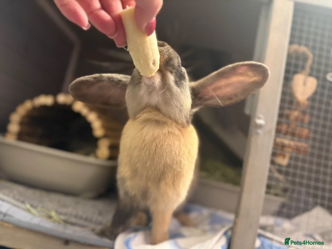 Mixed Breed rabbits for sale: 2 beautiful Rabbits bonded  in South Croydon - Advert 5