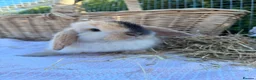 Mini Lop rabbits for sale:  Gorgeous mini Lop babies  - Advert 28