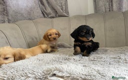 Cockapoo dogs for sale: Cockapoo puppy’s ready Wednesday  - Image 14