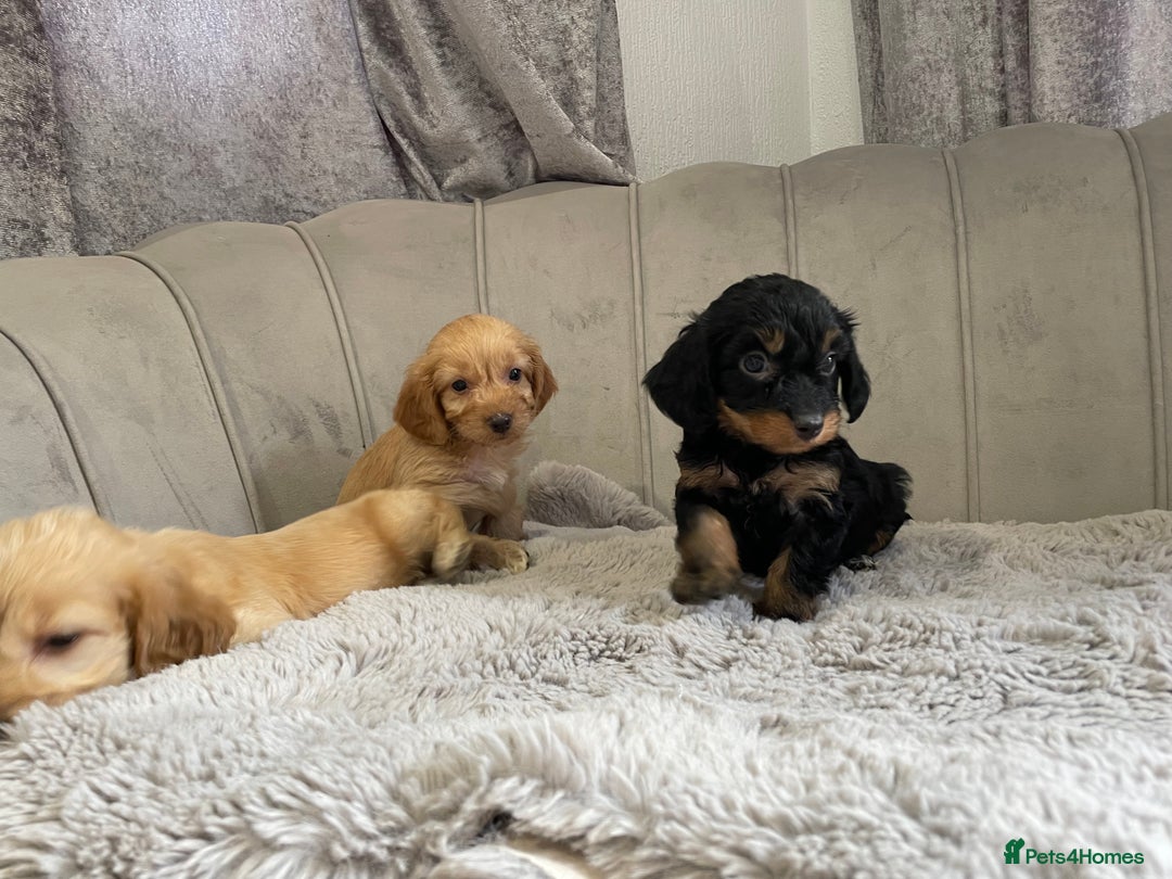 Cockapoo dogs for sale: Cockapoo puppy’s ready Wednesday  - Image 14