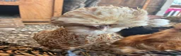 Mixed Breed poultry for sale: 5young hens 2 polish layers 3 silkies  - Advert 10