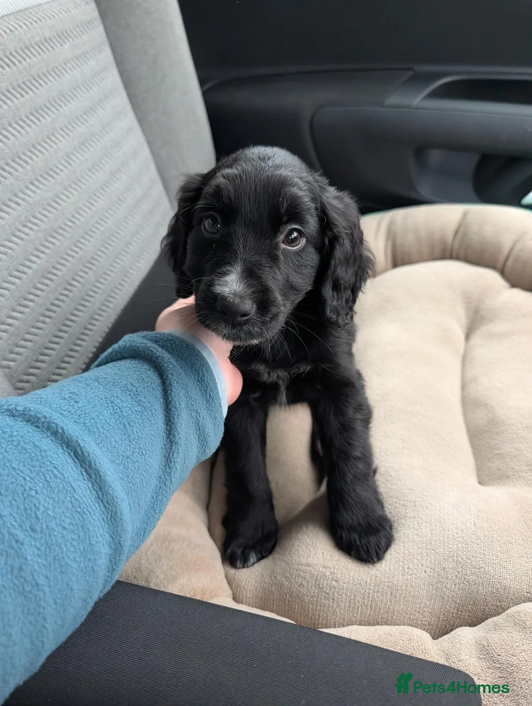 Mixed Breed dogs for sale: Show Cocker X Collie - Advert 7