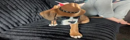 Boxer dogs for sale: Stunning boxer puppies  - Advert 31