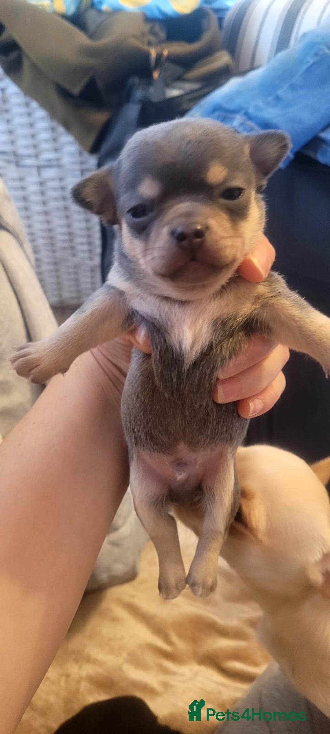 Chihuahua dogs for sale: Mini chihuahua  - Advert 7