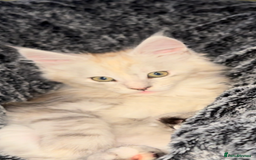 Maine Coon cats for sale: Beautiful Maine Coon kittens - Image 3