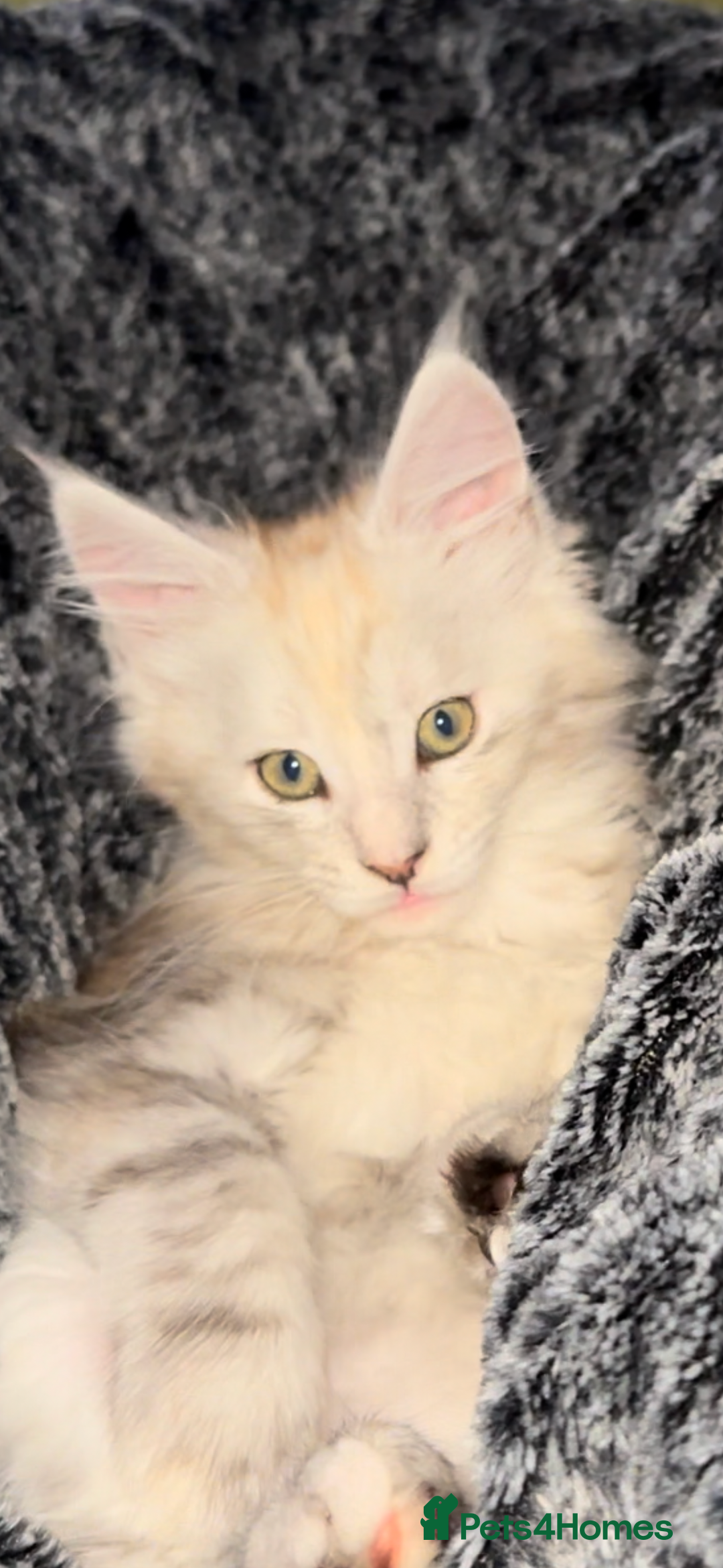 Maine Coon cats for sale: Beautiful Maine Coon kittens - Image 3