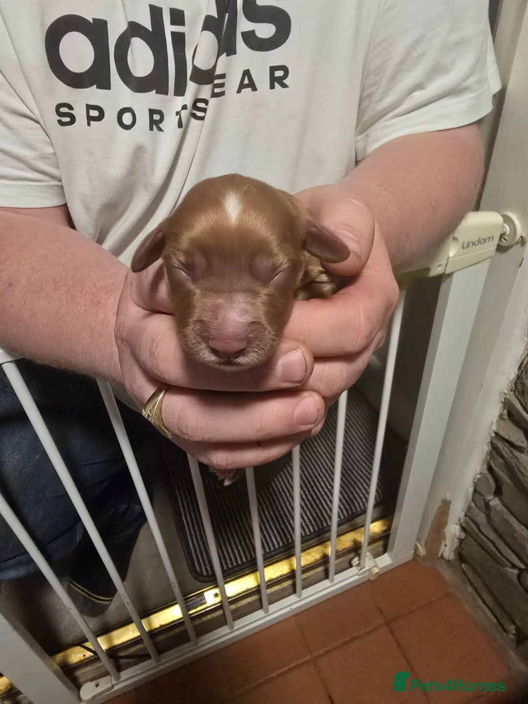 Cocker Spaniel dogs for sale: Cocker spaniel puppy  - Advert 15