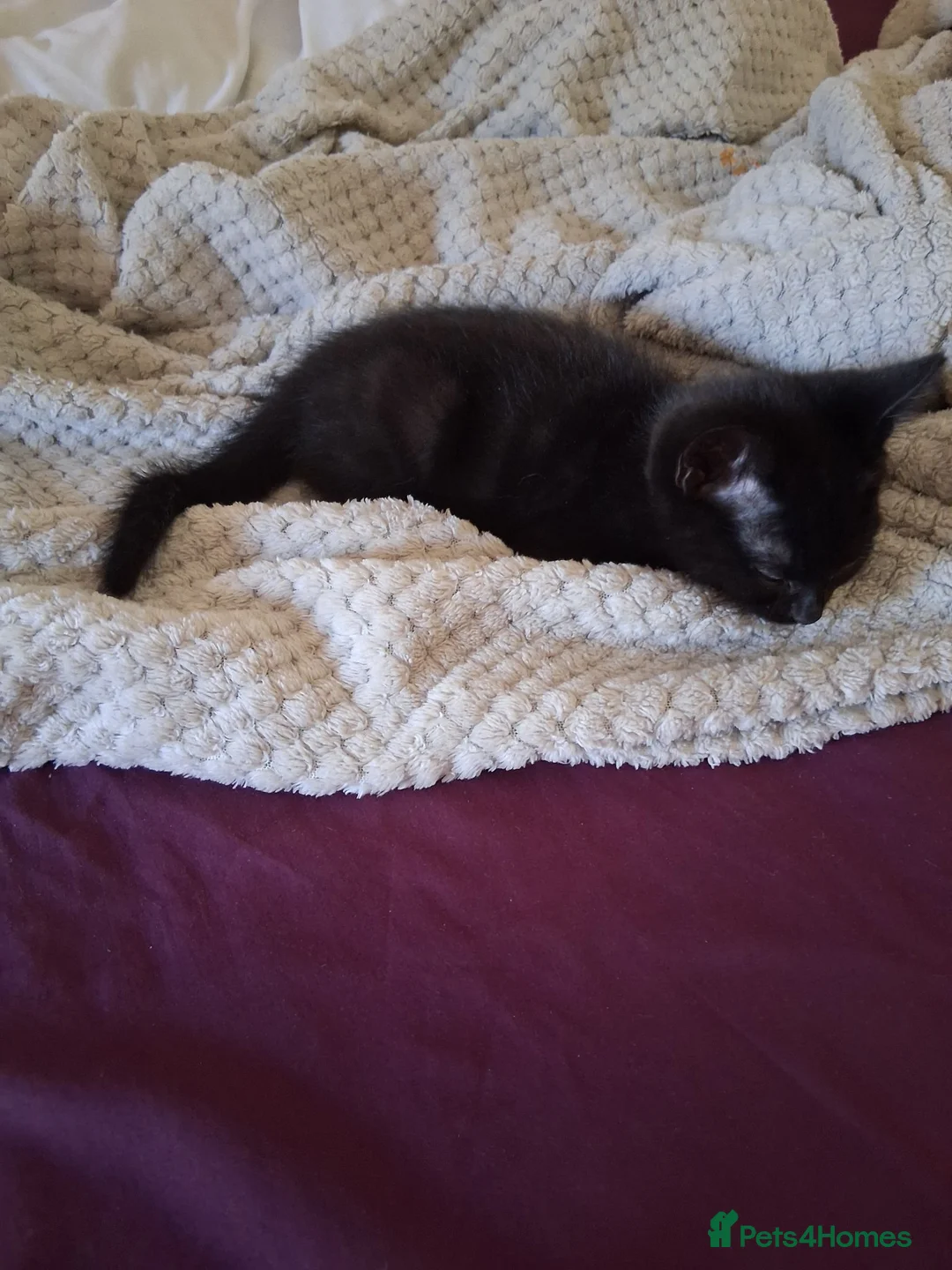 British Shorthair cats for sale: Twin brothers - Advert 4