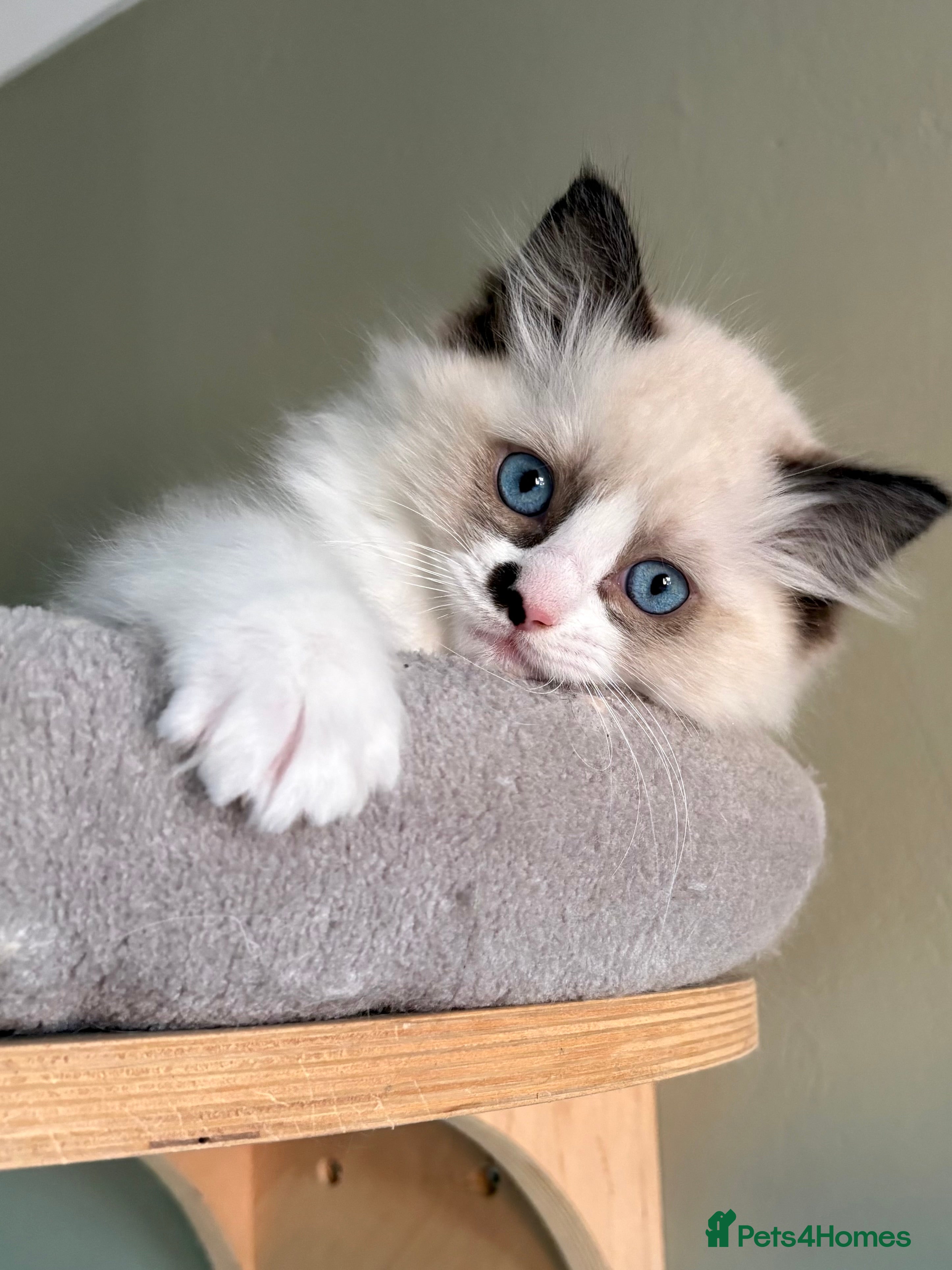 Ragdoll cats Gccf ragdolls ready 12th Jan  - Advert 6