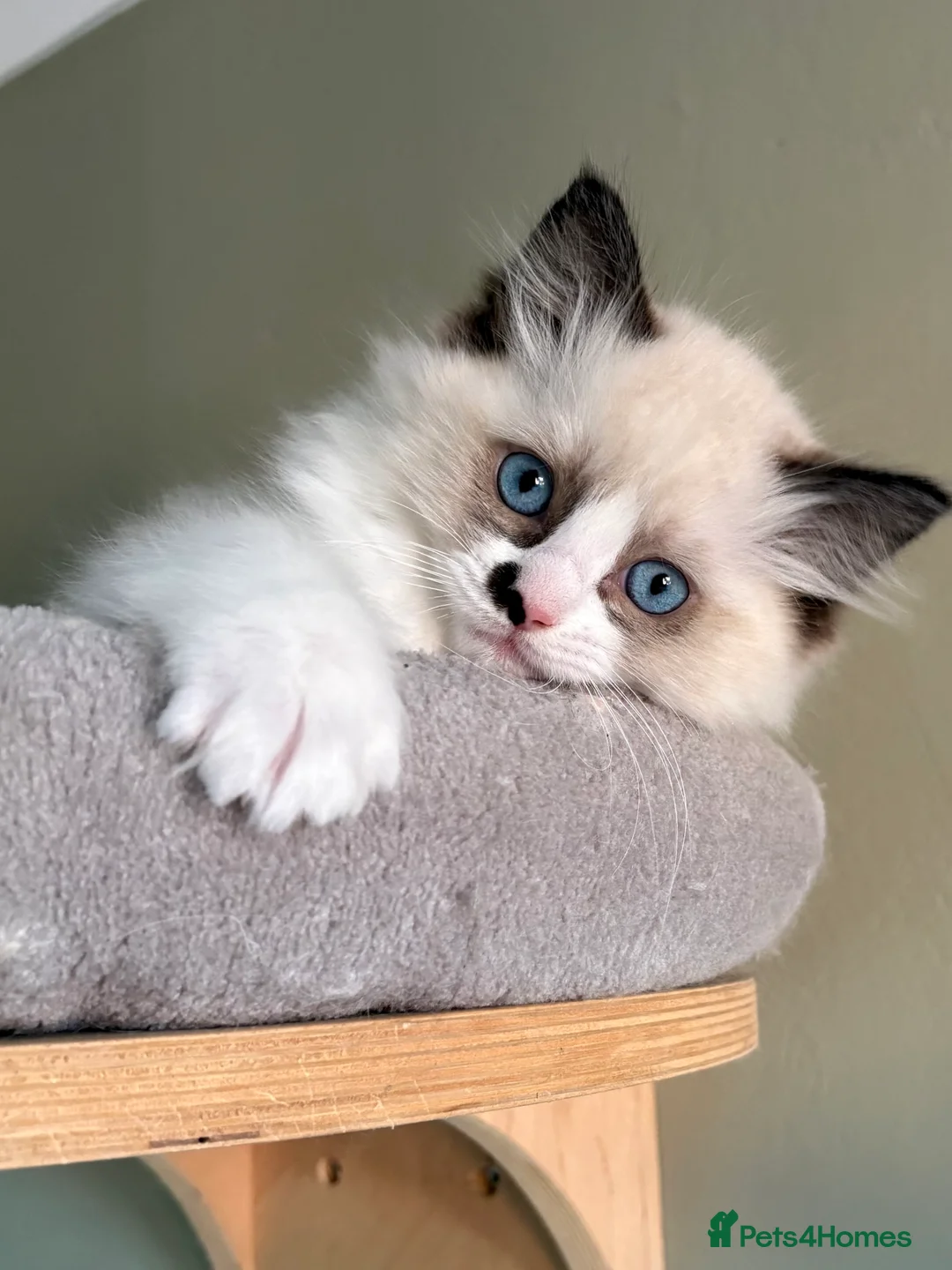 Ragdoll cats for sale: 2 boys ready now - Advert 9