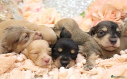 Miniature Dachshund dogs for sale: KC Longhair Miniature Dachshund Puppies - Image 33