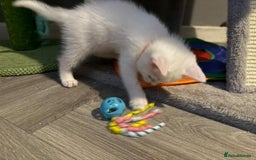 Turkish Angora cats for sale: Turkish Angora kittens - Image 2